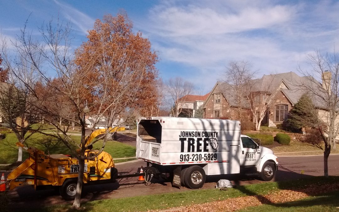 Johnson County Tree